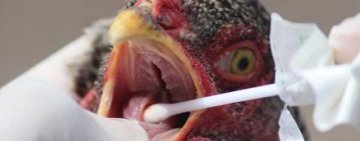 Brasil decreta emergência devido gripe aviária