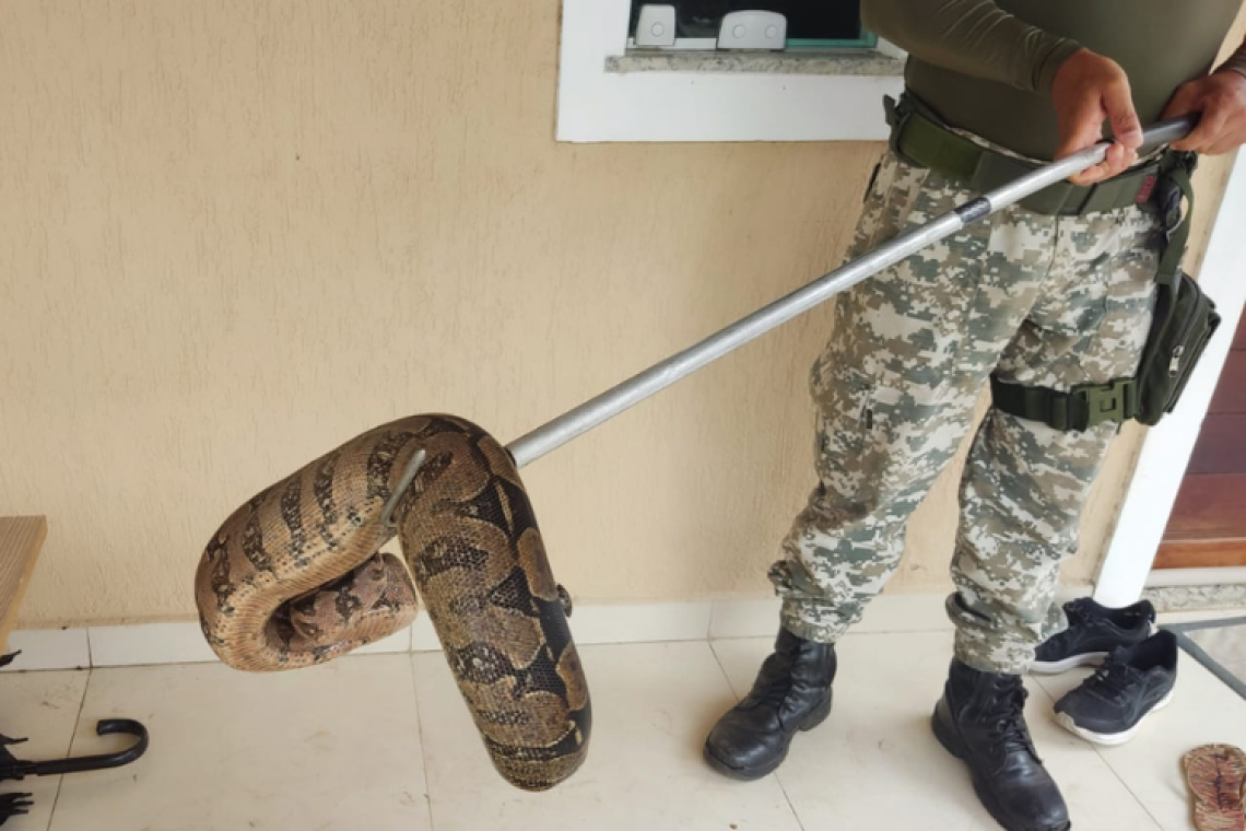 Duas cobras são resgatadas em diferentes bairros da área urbana de Campos