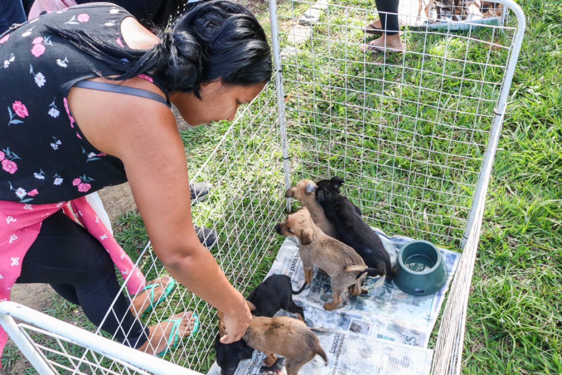 CCZ de Campos oferece 80 vagas para castração de cães e gatos