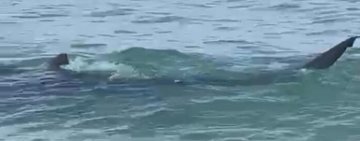 Tubarão assusta banhistas na beira da praia de Saquarema 