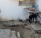 CCZ de Campos resgata cachorro vítima de maus-tratos na Pecuária 