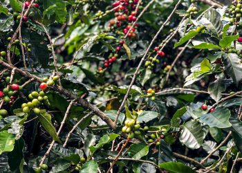 safra-de-cafe-deve-crescer-2,7%-e-chegar-a-56-milhoes-de-sacas-em-2025