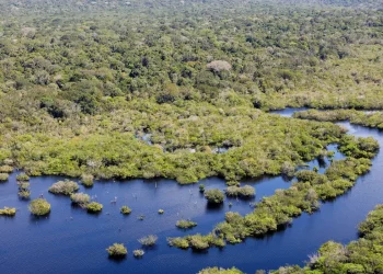 desmatamento-no-brasil-caiu-32,4%-em-2024