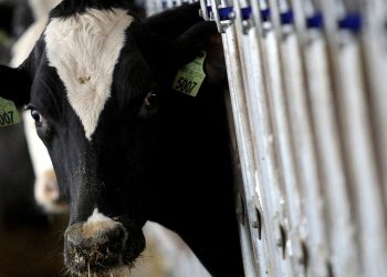 pais-recebe-status-internacional-como-livre-de-febre-aftosa-sem-vacina