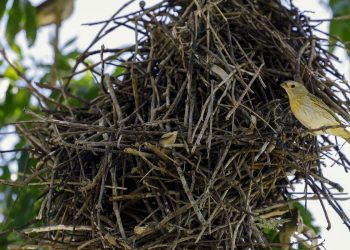 rio:-cameras-vao-possibilitar-um-levantamento-mais-detalhado-da-fauna