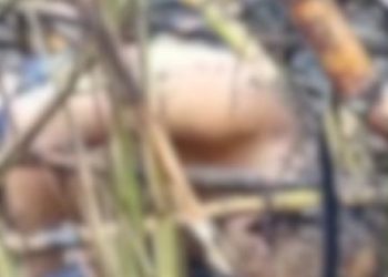 Lavrador é morto queimado em canavial à margem da Campos-São Francisco