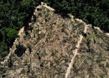 florestas-publicas-nao-destinadas-sao-ameacadas-por-crimes-ambientais
