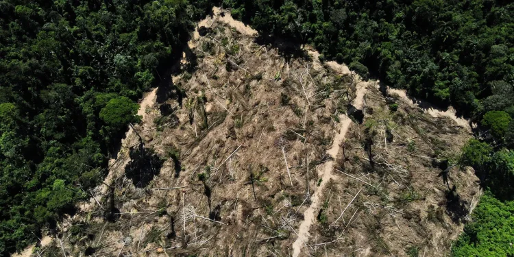 florestas-publicas-nao-destinadas-sao-ameacadas-por-crimes-ambientais