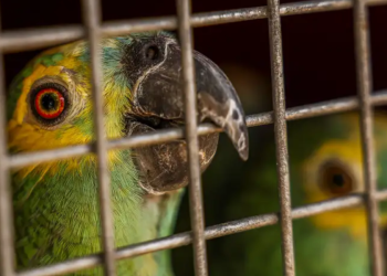 policia-do-rj-resgata-90-aves-silvestres-que-seriam-vendidas-em-feira-livre-–-jovem-pan