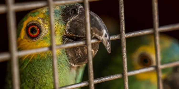 policia-do-rj-resgata-90-aves-silvestres-que-seriam-vendidas-em-feira-livre-–-jovem-pan