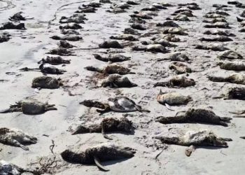 mais-de-700-pinguins-sao-encontrados-mortos-uma-semana-no-litoral-de-sp-–-jovem-pan
