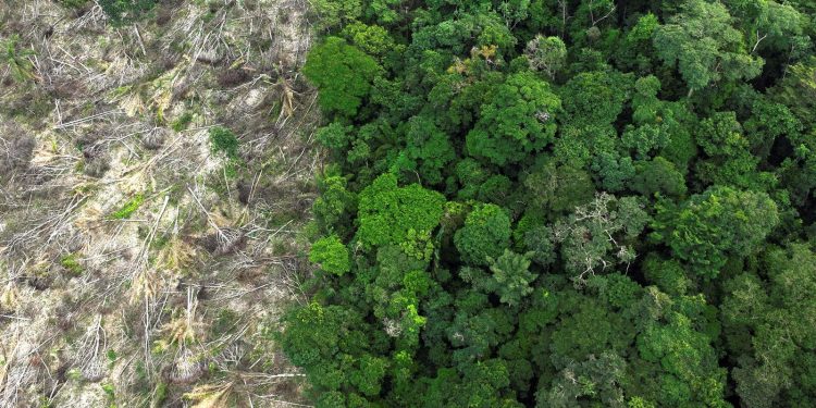 pesquisa-mede-impacto-de-mudancas-do-clima-e-desmatamento-na-amazonia