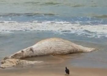 Banhistas encontram baleia morta na praia de Gargaú, em São Francisco de Itabapoana