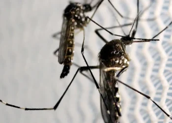 dia-d-de-combate-ao-aedes-aegypti-ocorre-neste-sabado-em-todo-o-pais