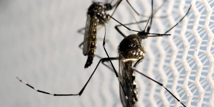 dia-d-de-combate-ao-aedes-aegypti-ocorre-neste-sabado-em-todo-o-pais