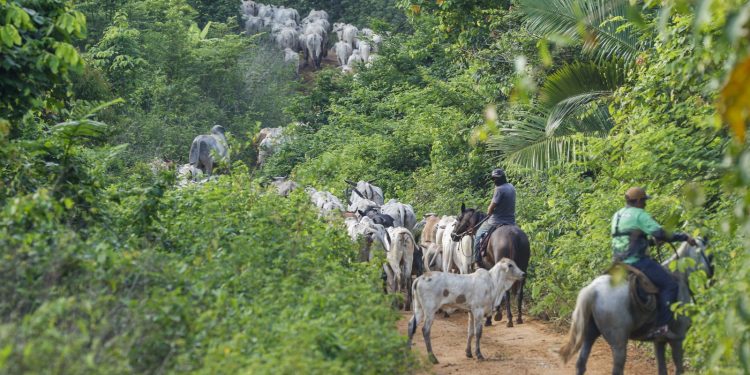 vaqueiro-contratado-pelo-ibama-e-morto-em-terra-indigena-no-para