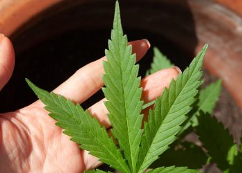 anvisa-discute-nesta-quarta-regras-para-a-producao-de-cannabis-no-pais