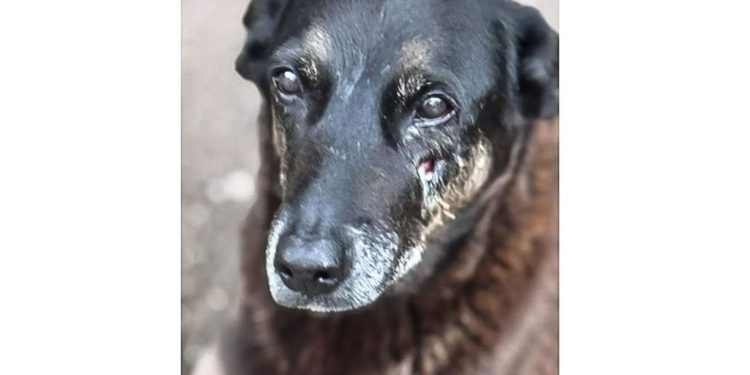 policia-quer-apreender-passaporte-de-envolvido-na-morte-do-cao-orelha