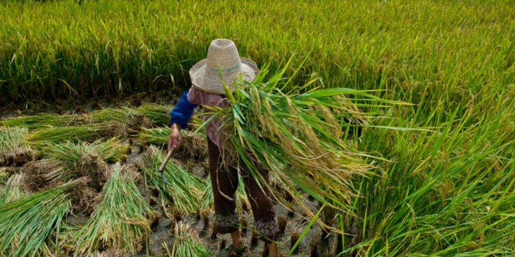 promulgado-protocolo-da-oit-contra-trabalho-forcado
