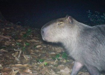 capivara-e-agredida-na-zona-norte-do-rio-e-autores-sao-presos