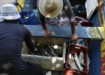 pescadores-beneficiados-pelo-seguro-defeso-recebem-6o-lote-nesta-terca