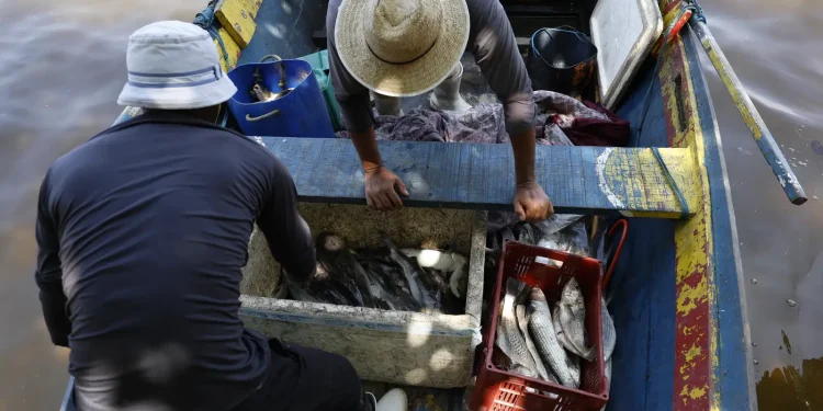 pescadores-beneficiados-pelo-seguro-defeso-recebem-6o-lote-nesta-terca