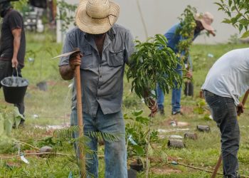 bb-vai-compensar-emissoes-da-cop15-no-brasil