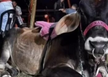 Considerado “celebridade” no meio rural, Boi Ferdinando morre ao passar por procedimento na Uenf