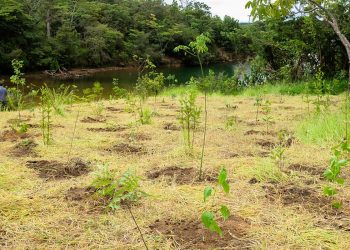 parque-nao-inclui-area-destinada-a-salvar-brb,-diz-associacao