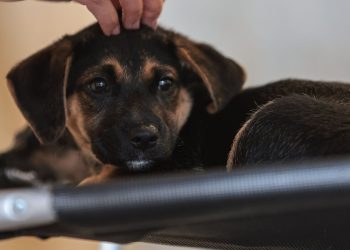 lei-define-guarda-compartilhada-de-pets;-veja-detalhes