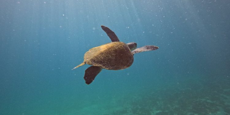 pesquisa-quer-descobrir-de-onde-vem-tartarugas-que-vivem-em-arraial