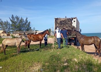 CCZ intensifica captura de animais em Campos; mais de 350 foram recolhidos desde 2025