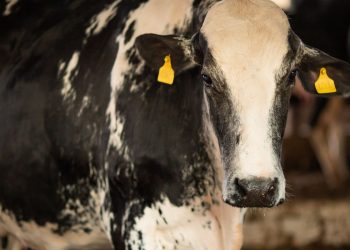 manifestantes-protestam-na-paulista-contra-exportacao-de-animais-vivos