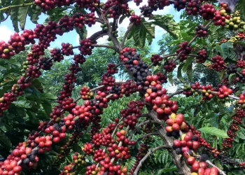 exigencias-regulatorias-da-ue-podem-embarreirar-pequenos-cafeicultores
