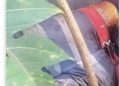 Crianças encontram restos mortais de homem durante brincadeira com pipa em Guarus