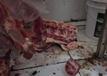 Vigilância Sanitária apreende quase uma tonelada de carne estragada em supermercado de Campos