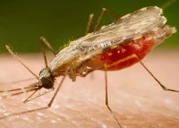 cientistas-da-fiocruz-podem-produzir-vacina-completa-contra-a-malaria