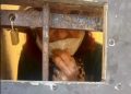 Usuário de drogas é preso por manter a mãe em cárcere privado em Campos