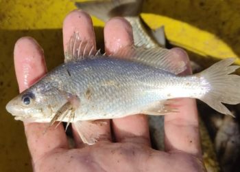 cientistas-identificam-taxa-recorde-de-deformacoes-em-peixes-do-es