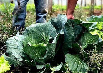 seguranca-alimentar-exige-esforco-coletivo-e-articulacao