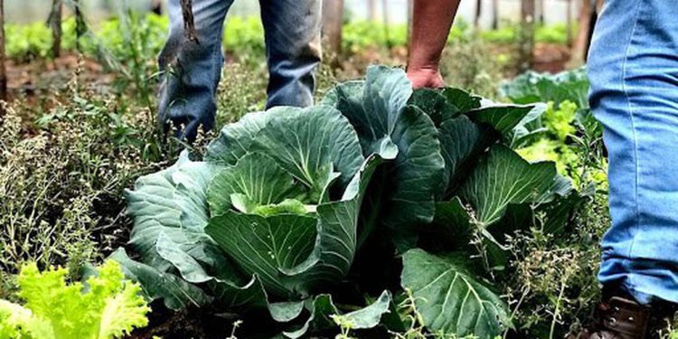 seguranca-alimentar-exige-esforco-coletivo-e-articulacao