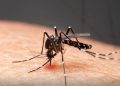 Mudanças climáticas já causam aumento de doenças infecciosas no país