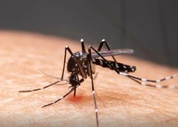 Mudanças climáticas já causam aumento de doenças infecciosas no país