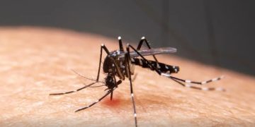 Mudanças climáticas já causam aumento de doenças infecciosas no país