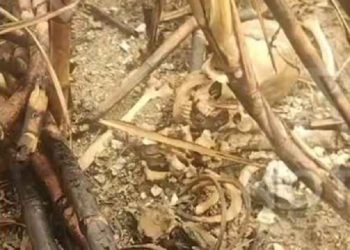 Restos mortais são achados após queimada em canavial no interior de São Francisco de Itabapoana